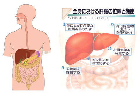 肝癌 消化器内科 診療科のご案内 診療科 部門紹介 新潟労災病院